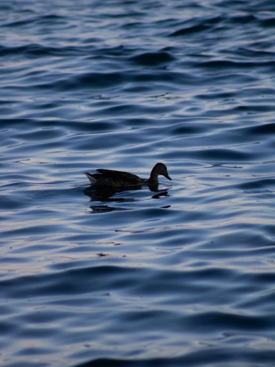 a duck in the middle of the blue ocean