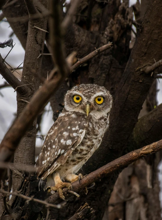 an owl sits in a tree with its eyes yellow