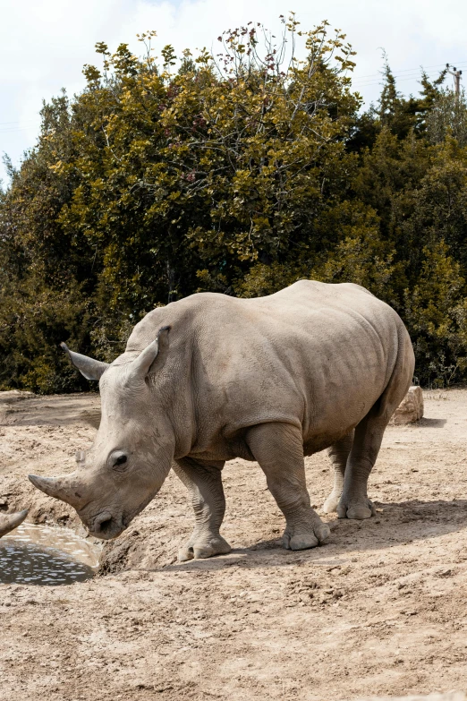 the rhino is walking beside the large animal