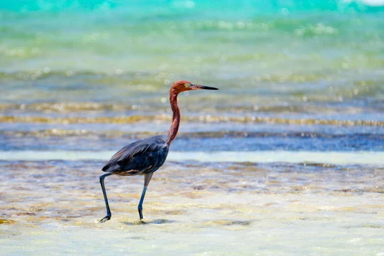 a bird is standing in the shallow water