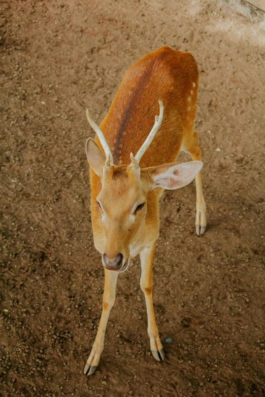 a small deer with very large horns on top of it's head