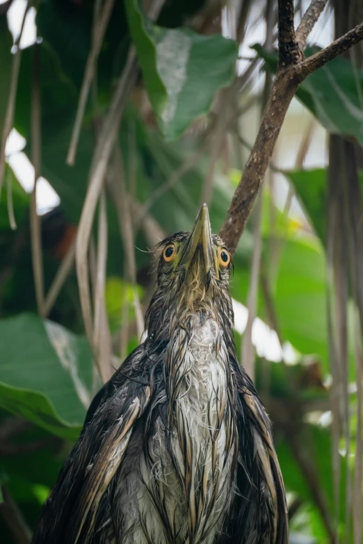 the bird is staring intently at the camera