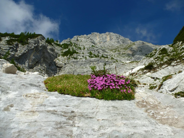 the flower is growing on the rocks by the mountain