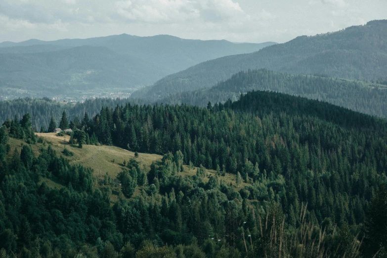 a forest with hills and trees in the distance