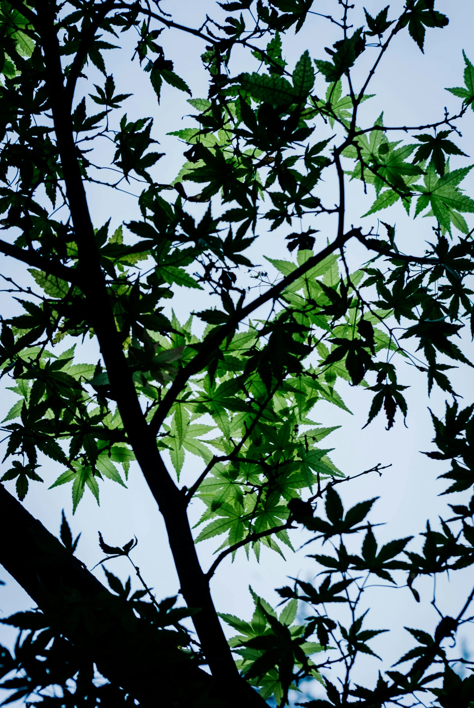 a green leafy tree with a blue sky background