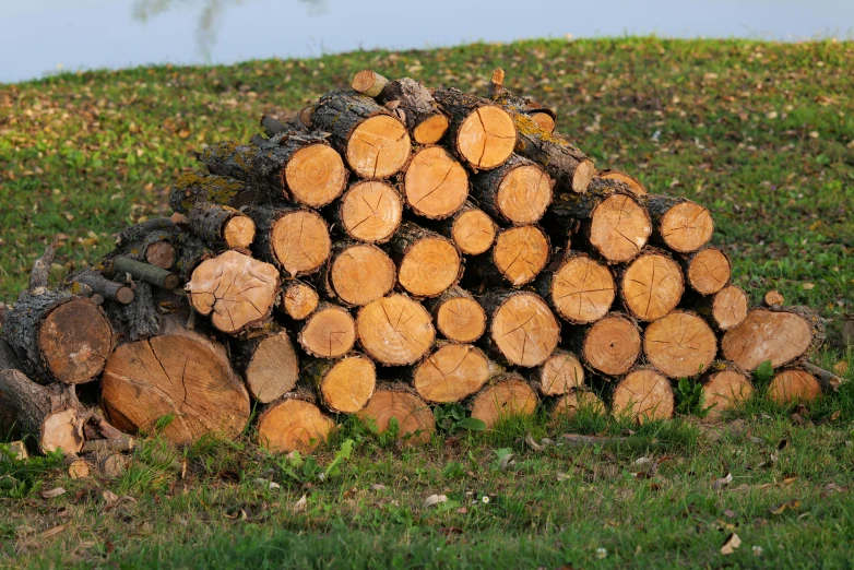 a pile of cut wood lying on the ground