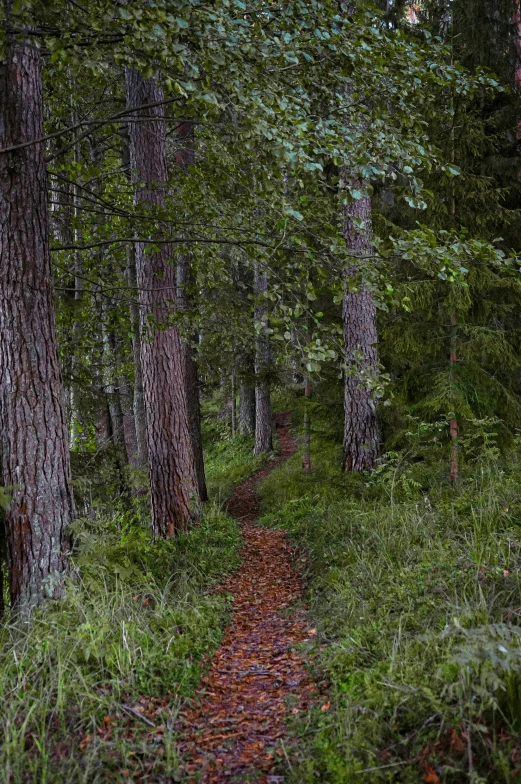 a path in the middle of the forest