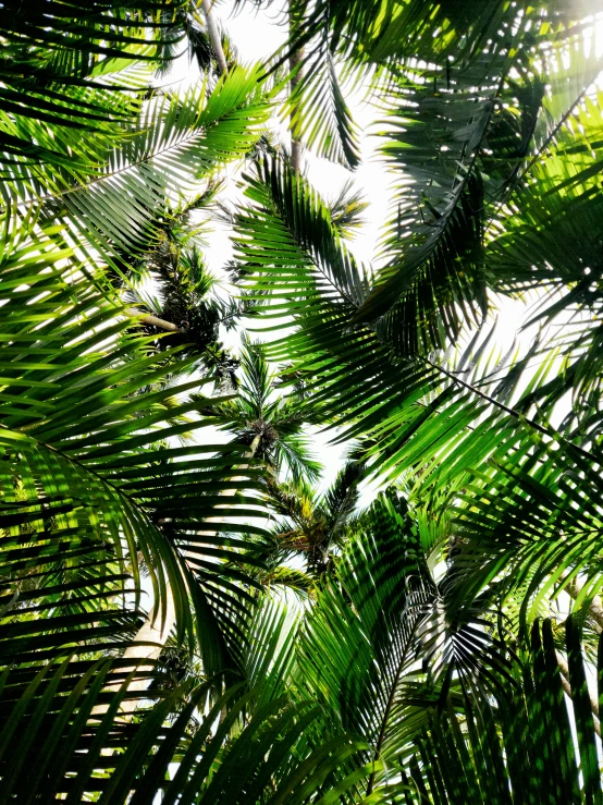 an image of the leaves and growth of a plant