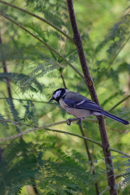 a bird is sitting on a nch in a tree