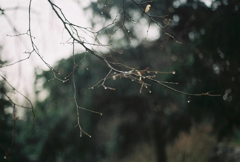 a nch that has water droplets hanging from it