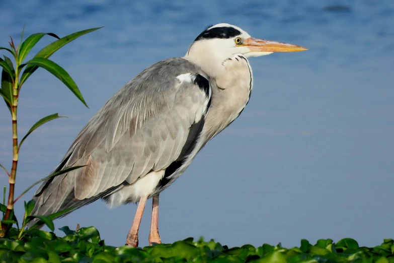 a large bird is standing alone in the shade