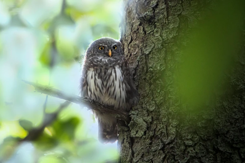 an owl sits on a tree nch looking at the camera