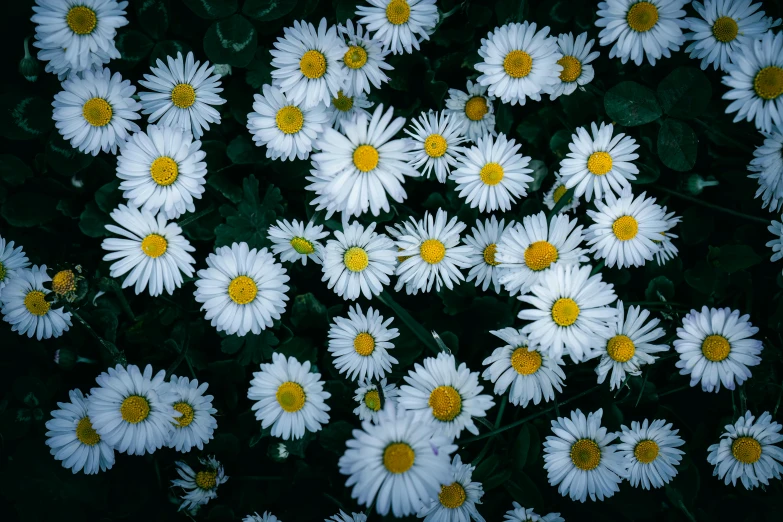 the small white flowers are in bloom