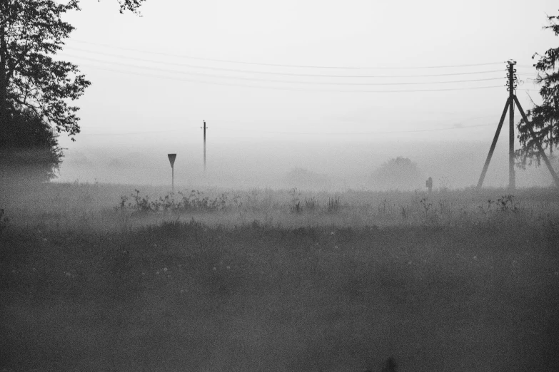 fog covering the trees at night near a power pole