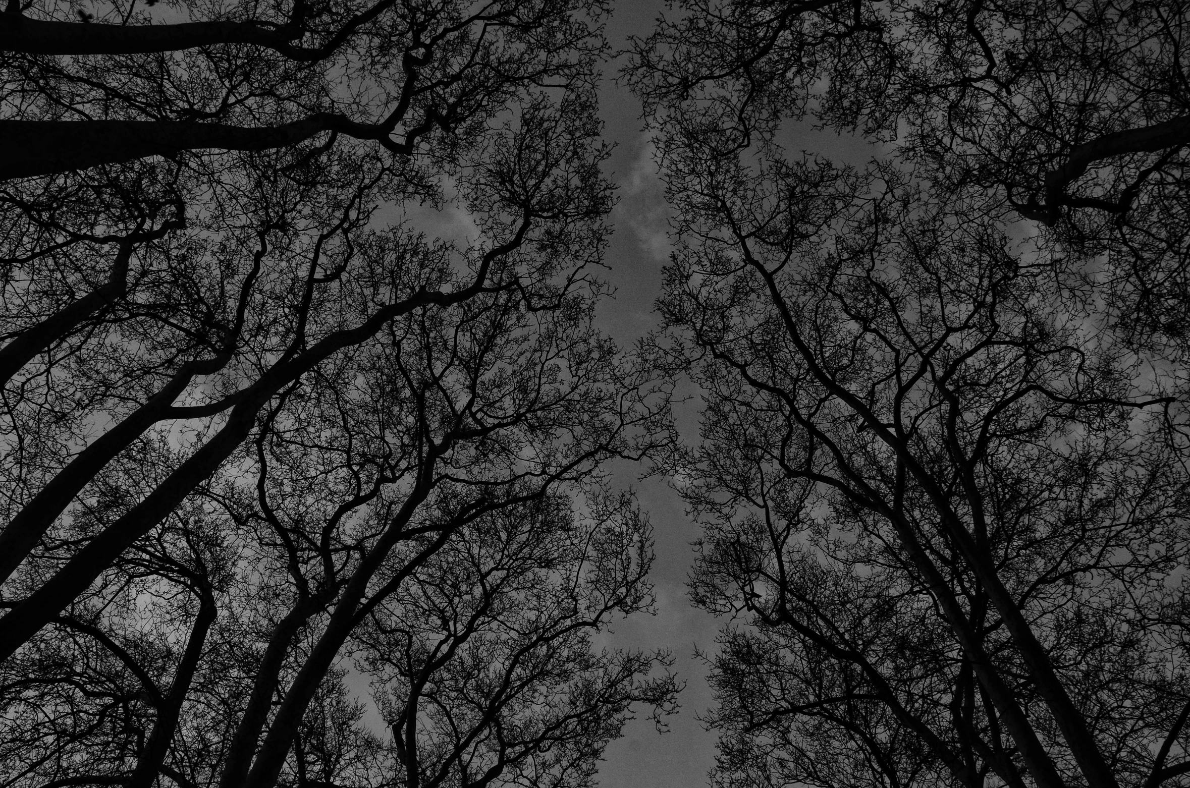 some trees that are standing in the dark