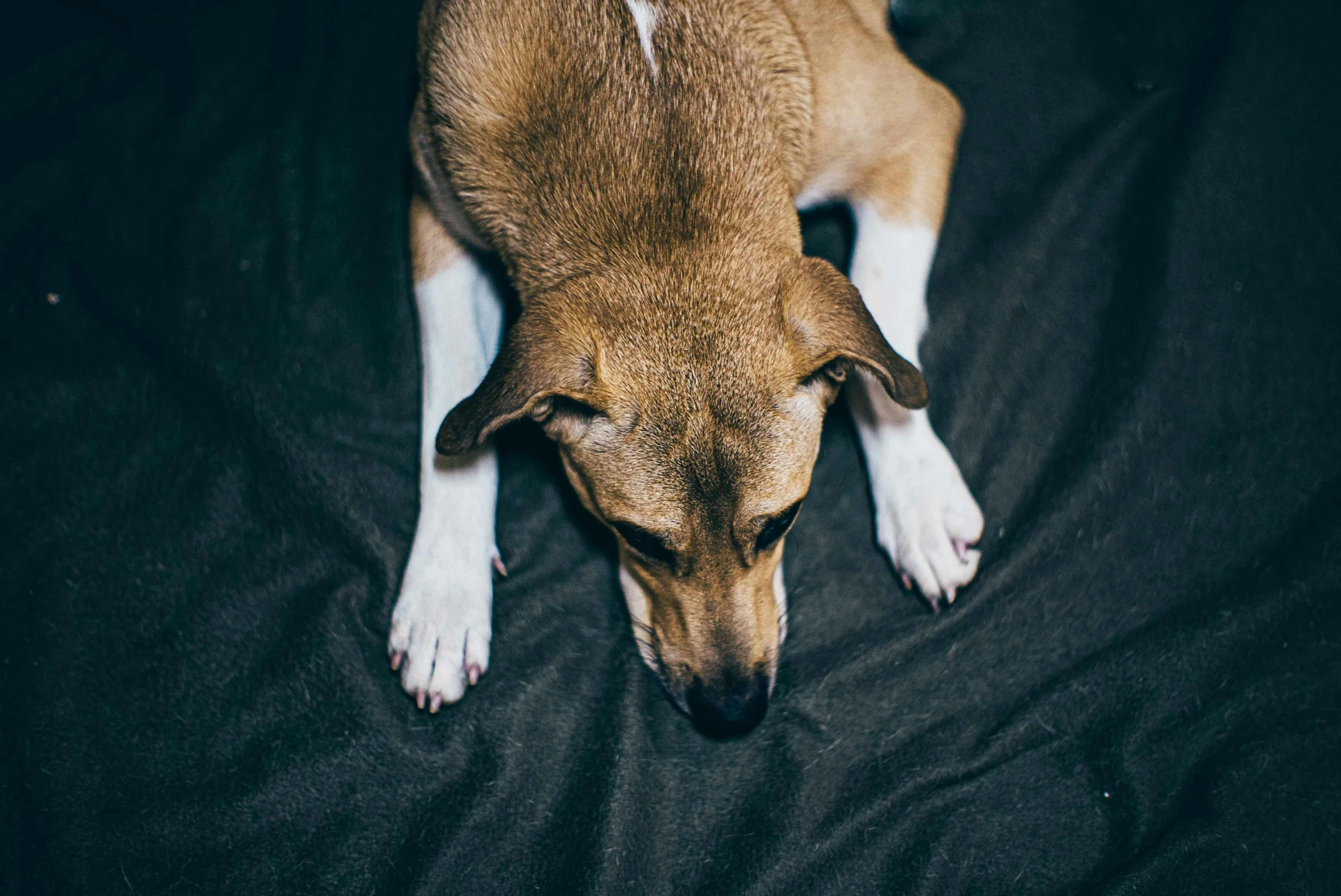 a dog laying on a bed with a black cloth