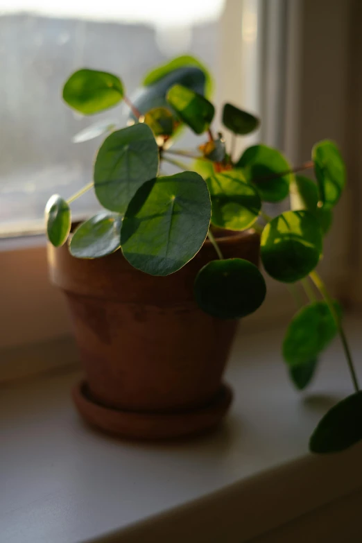 a plant is growing on the windowsill