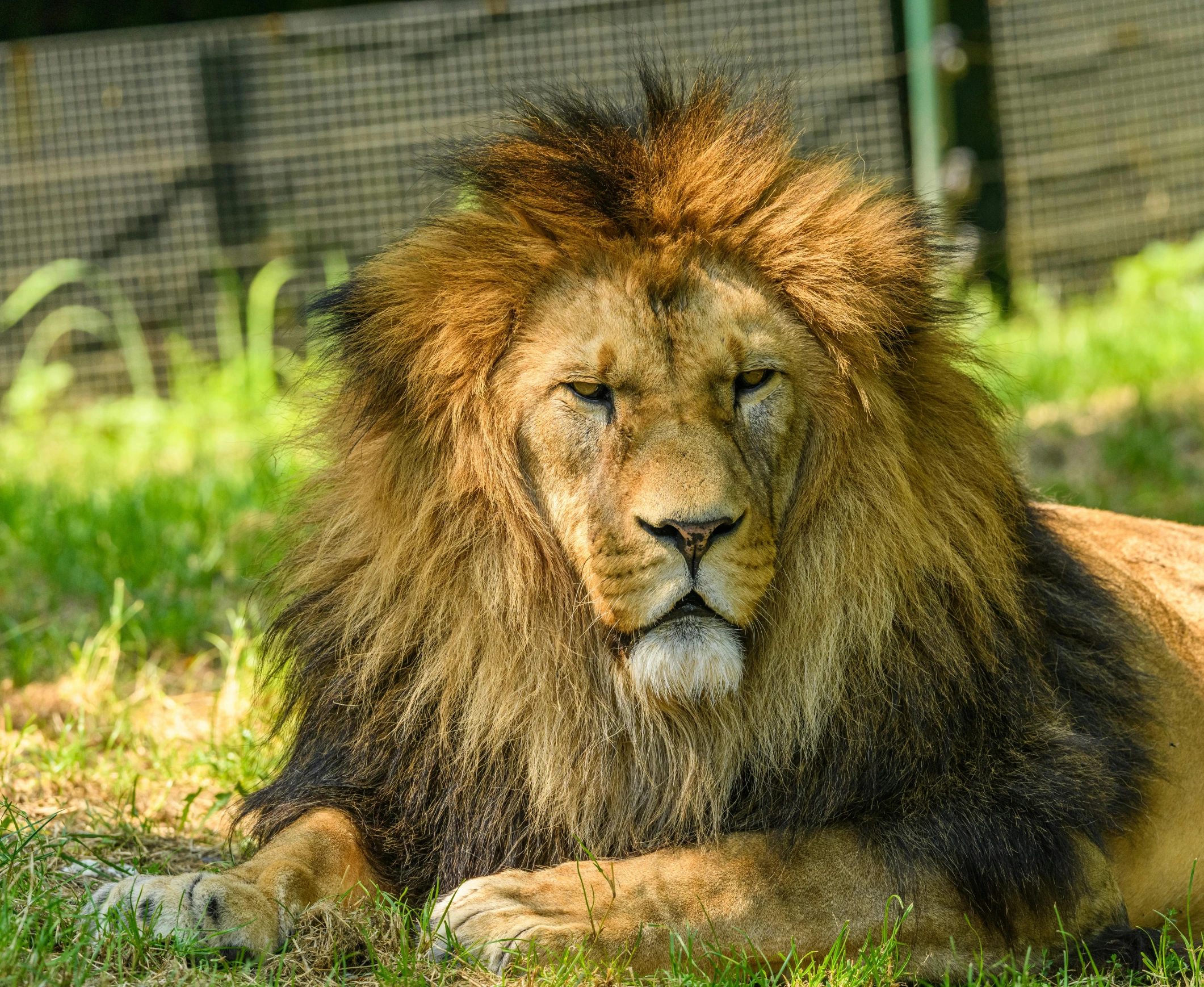 a big male lion laying on the grass