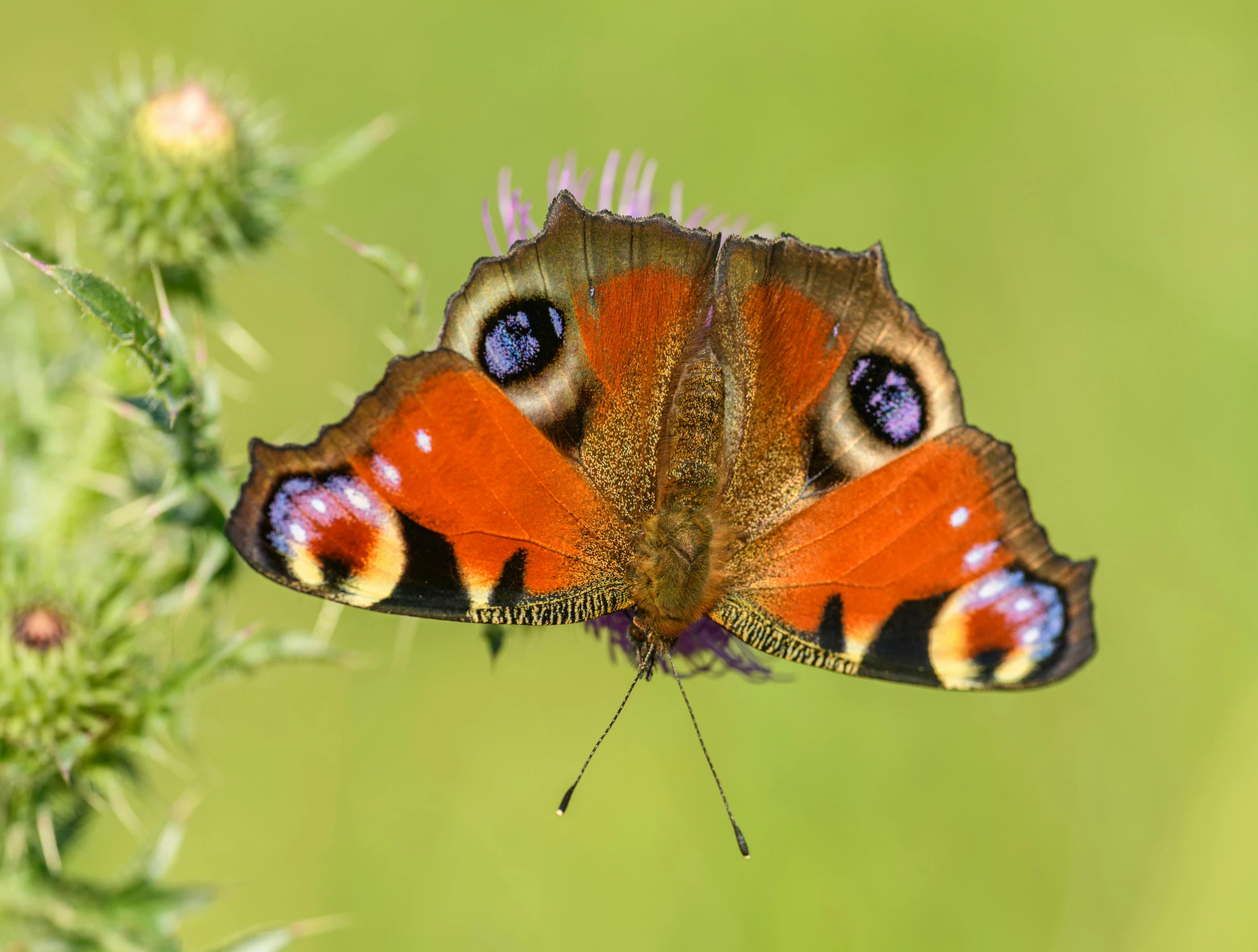 a small, orange and black erfly with blue eyes