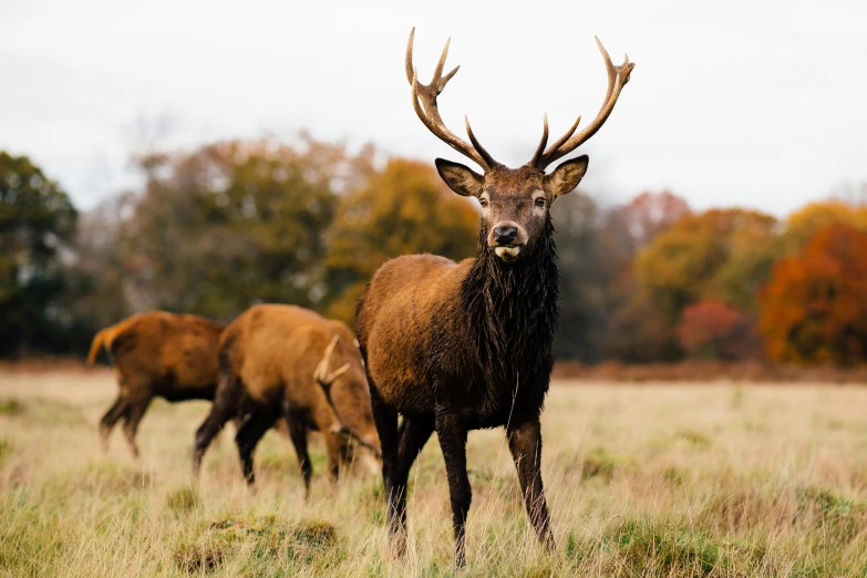 a herd of deer grazing on top of a grass covered field