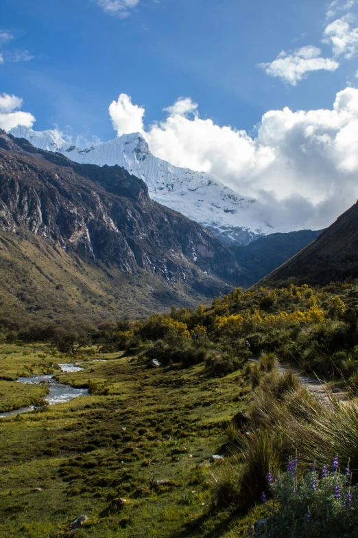 green pasture with blue and yellow flowers under mountains