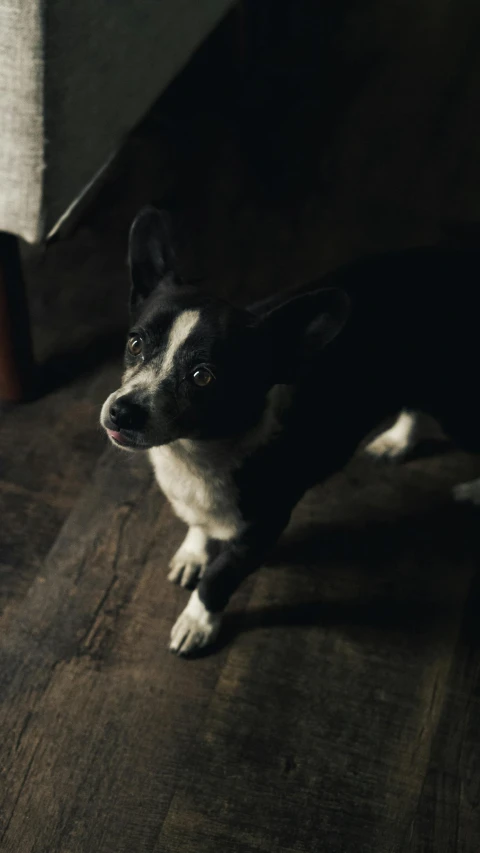 small dog is standing on the wooden floor