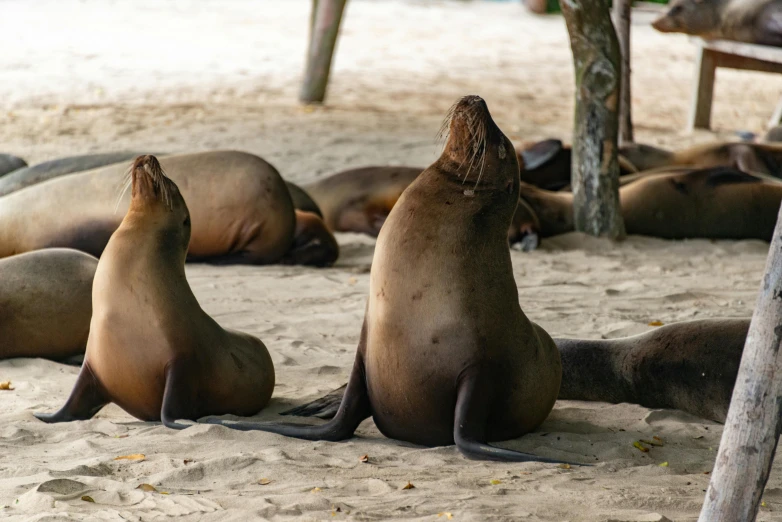 three seals sitting in the sand on the beach