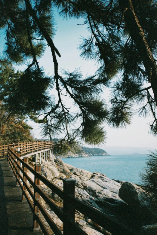 a long wooden bridge crossing a body of water near a forest