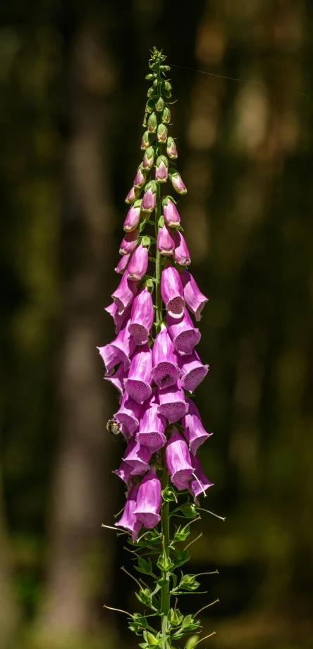 purple flower that is growing near the ground