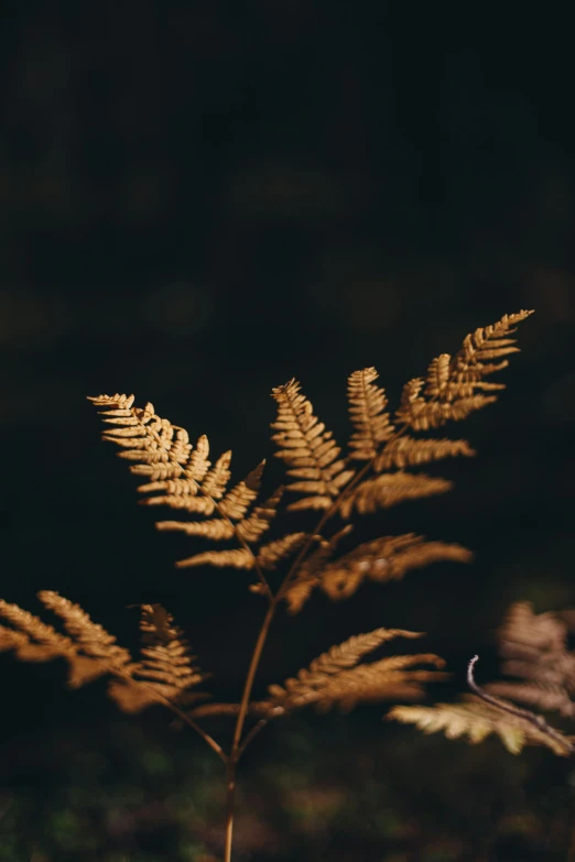 a plant with a leaf in the middle