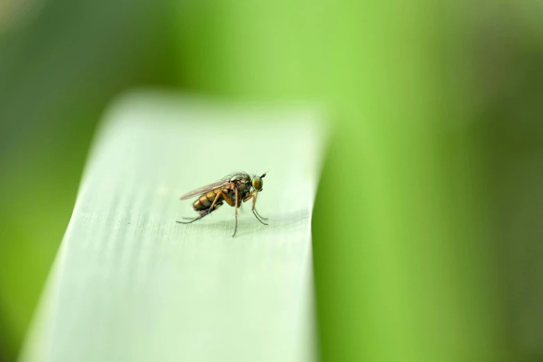 a bug that is sitting on a piece of wood