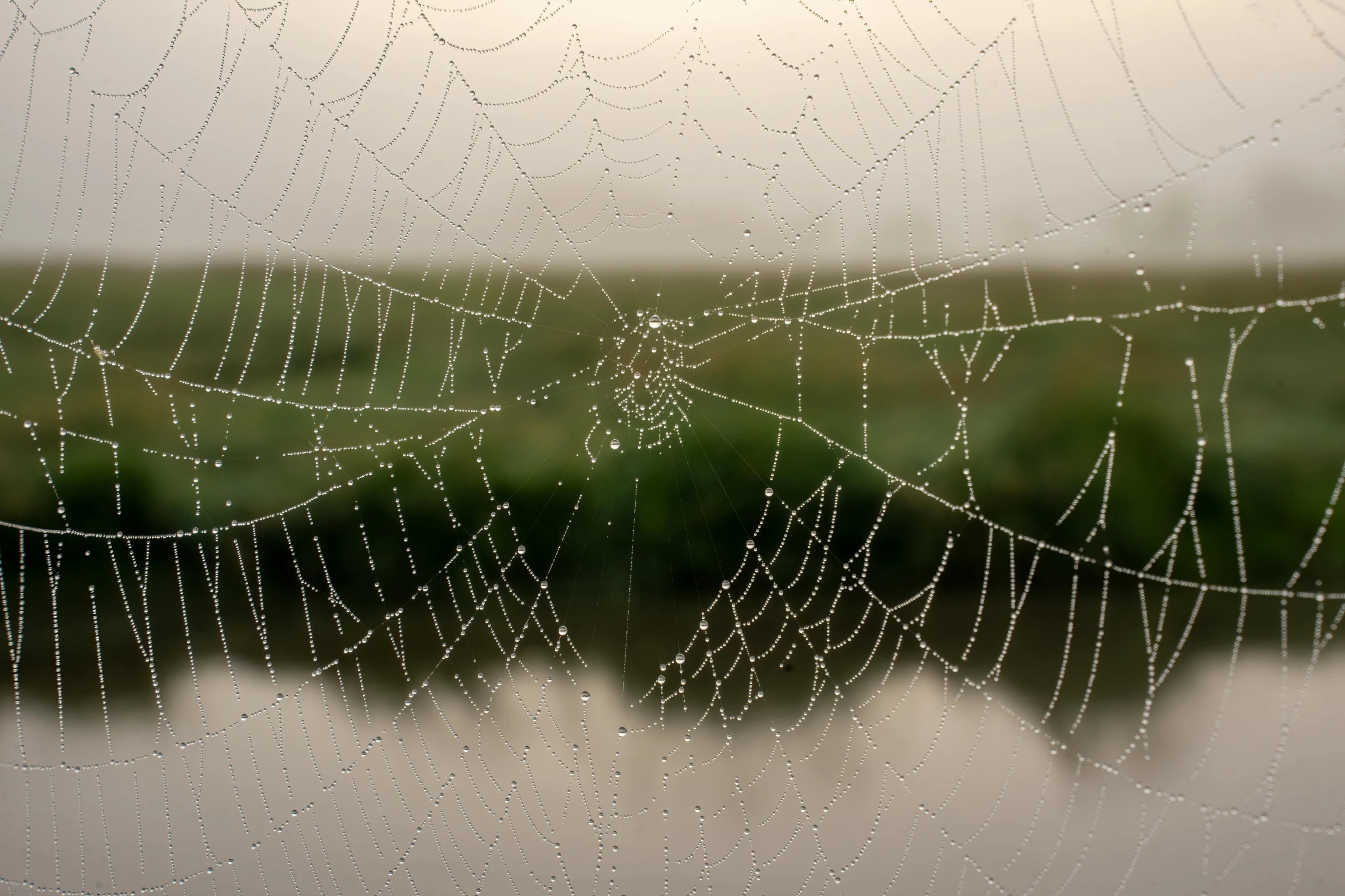 dew drops sit on the spider web