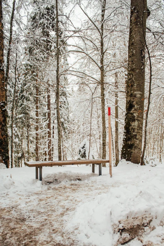 a bench sitting in the middle of a forest