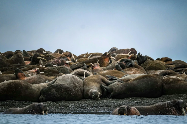 many sea lions gathered together by the water