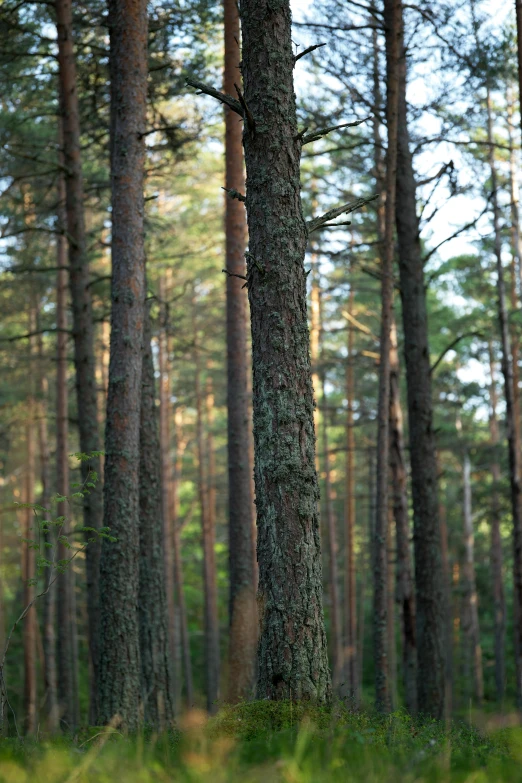 several trees stand in the distance and the leaves are green