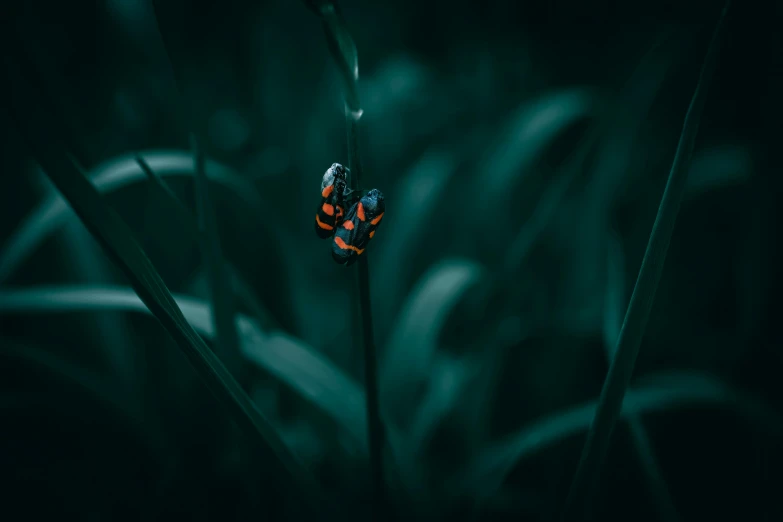 a orange erfly rests on top of a green plant