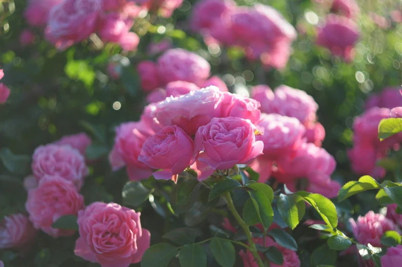 pink roses in the sun on a sunny day