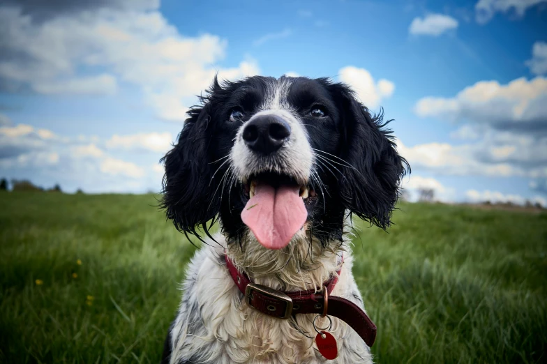 a black and white dog is sitting in a field