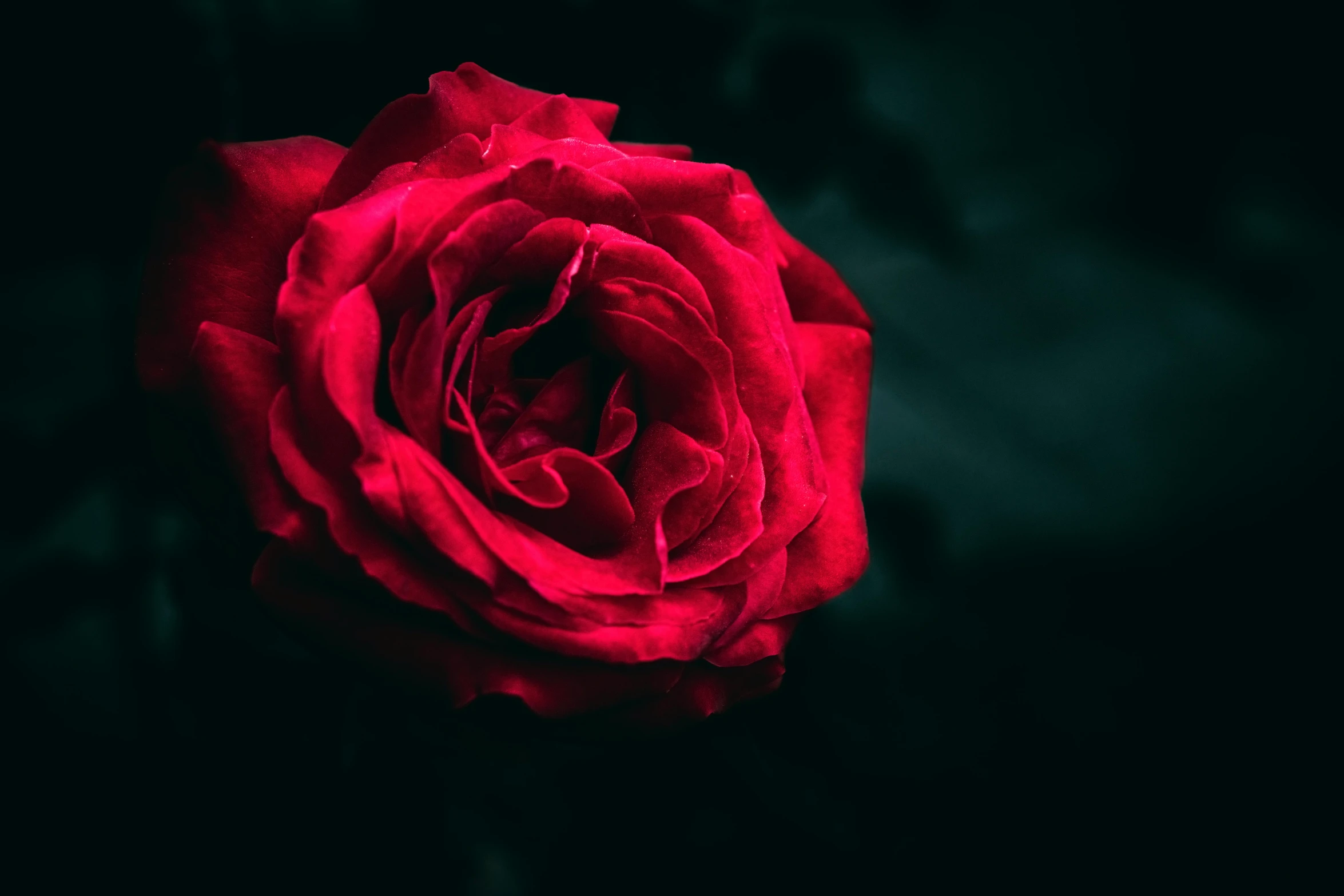 red rose with water droplets on black background