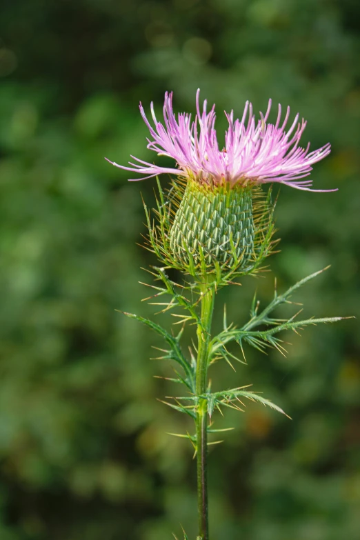 a purple flower is pictured on a green background