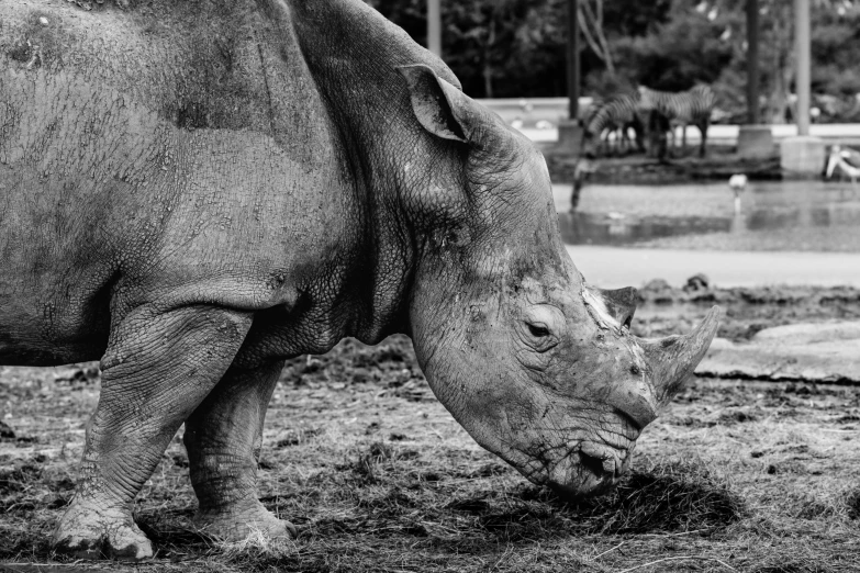 black and white image of a rhinoceros at a zoo