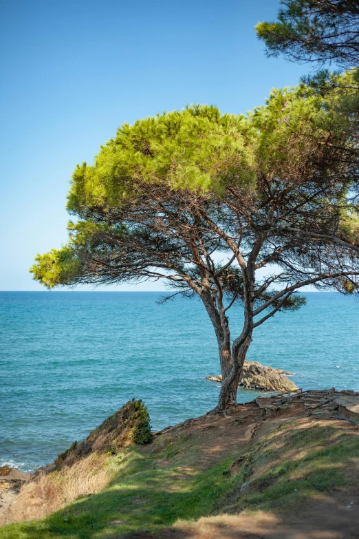 a tree on a hill over looking the ocean