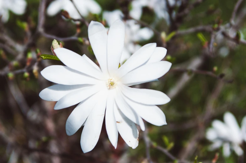 a white flower with one leaf hanging from a tree