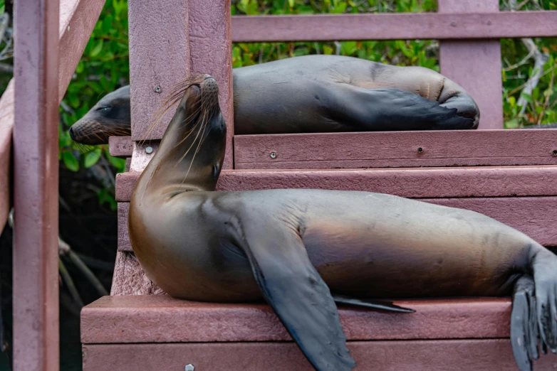 a seal laying on top of a wooden bench