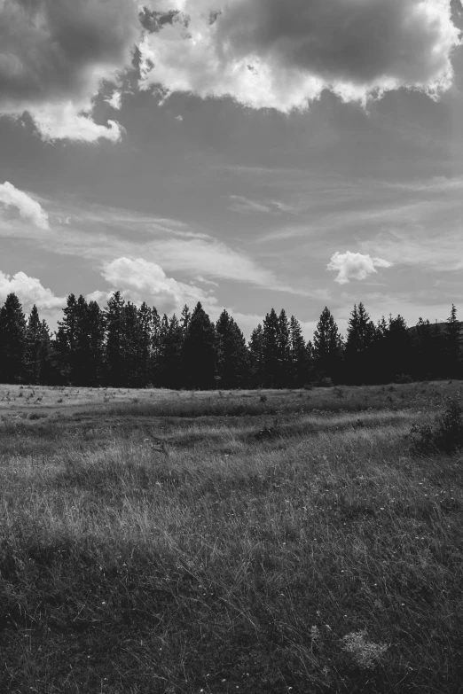 a field with grass and some trees in the background