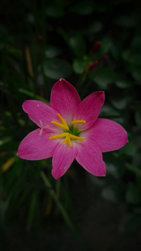 a pink flower with yellow stamen surrounded by foliage