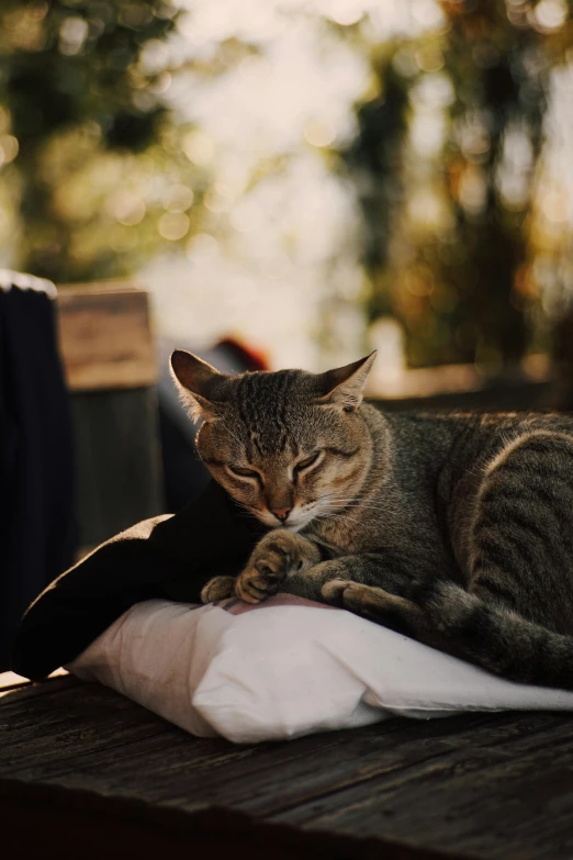 a brown and gray cat on white napkin