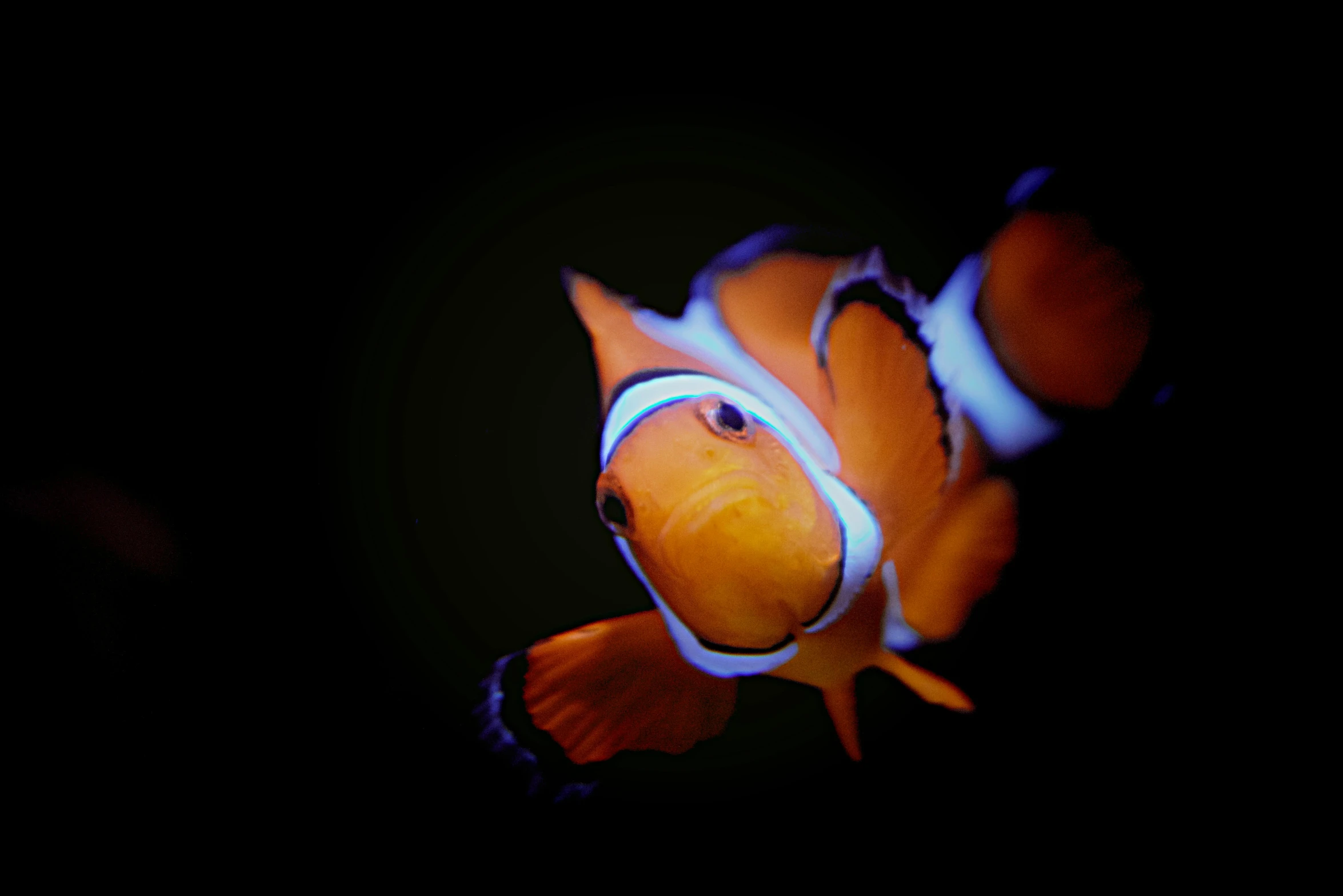 an orange clown fish is staring intently