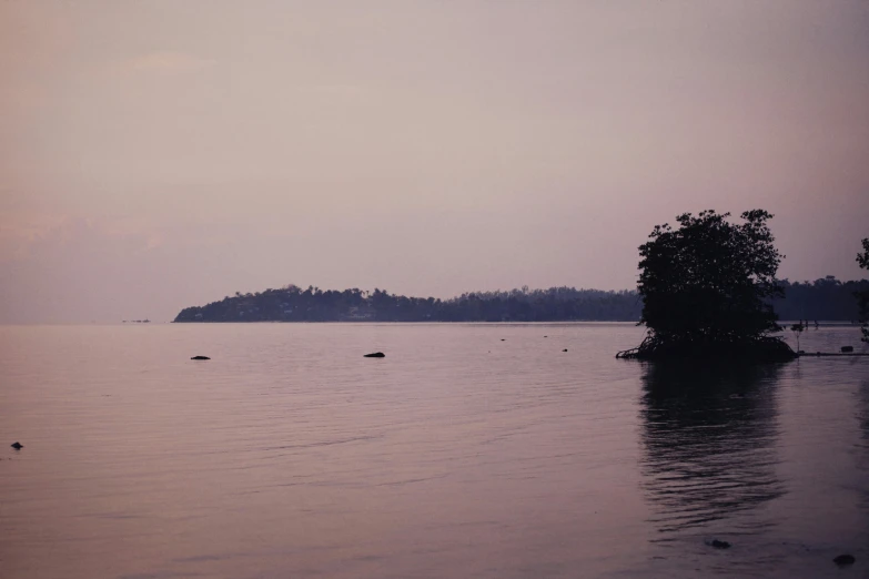 trees sitting on an island in the middle of water