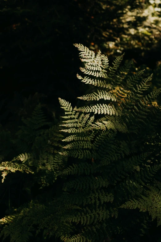 the po shows many different green plants in the dark